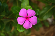 Catharanthus Roseus, Commonly Known As The Madagascar Periwinkle, Rose Periwinkle, Or Rosy Periwinkle, Is A Species Of Flowering Plant In The Dogbane Family Apocynaceae.