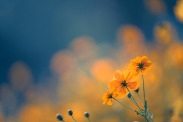 Close up nature view of yellow flower under sun light. Natural green plants landscape using as a background or wallpaper.