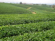 field of green tea