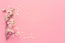 Photo Of Spring White Cherry Blossom Tree On Pastel Pink Wooden Background. View From Above, Flat Lay