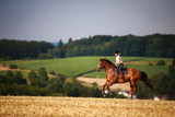Horsewoman with horse galloping on a stubble field in summer photographed from the front from some distance..