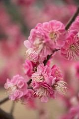  pink cherry blossom