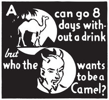 A Camel Can Go 8 Days