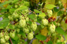 Common Hop Or Humulus Lupulus Or Hops Dioecious Perennial Herbaceous Climbing Flowering Bine Plant With Multiple Light Hops On Single Branch Surrounded With Green Leaves Growing In Local Garden On War