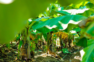 Sticker - Green Banana field 