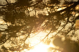 Fototapeta Dmuchawce - tree in the drops after rain at sunset