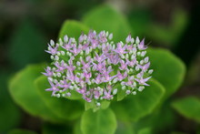 Sedum Autumn Joy Or Sedum Herbstfreude Plant With Large Rosy Coral Flower Head Full Of Multiple Small White To Pink Flowers On Large Green Leaves Background In Local Garden On Warm Sunny Day