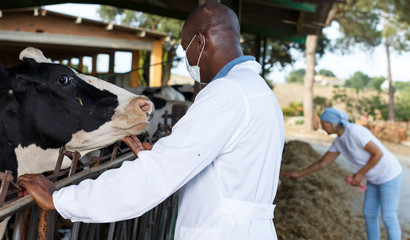 Wall Mural - Man  veterinary in bathrobe  taking care  cows at the cow farm