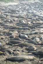 Elephant Seal Rookery On Piedra Blancas Beach In Big Sur California Pacific Ocean USA