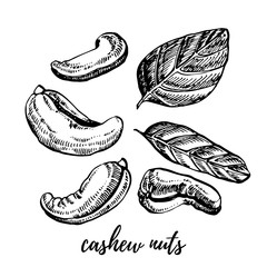 Cashew nuts sketch illustrations.Hand drawn illustrations isolated on white background.