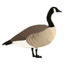 Canada Goose Vector Illustration Of Bird Isolated Object