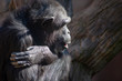 © Antonio ciero - animales salvajes, Chimpancé