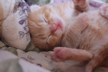 Wall Mural - ORANGE TABBY KITTEN