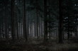© TobiasGehrke - Wald