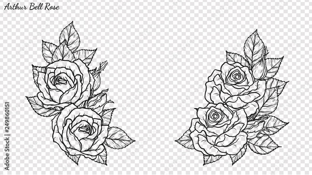 Rose ornament vector by hand drawing.Beautiful flower on transparent background.Arthur Bell rose vector art highly detailed in line art style.Flower tattoo for paint or pattern. - obrazy, fototapety, plakaty 