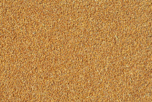 Wheat Grains As Agricultural Background, Top View.