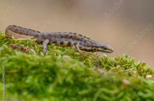 Cuadros en Lienzo The smooth newt, also known as the common newt Lissotriton vulgaris formerly Tri