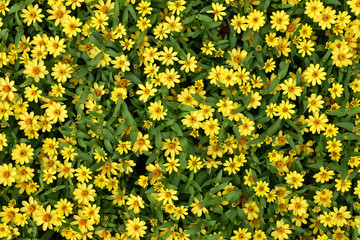 Background beautiful field of yellow flowers in the garden