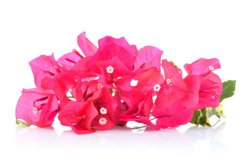 Wall Mural - Pink bougainvillea isolated on white background