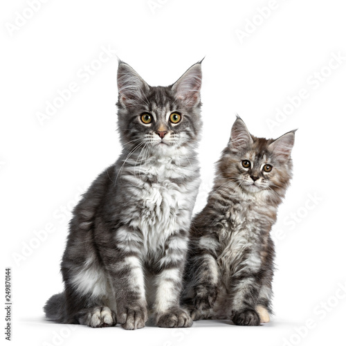 Duo Of Two Cute Blue Tabby And Tortie Maine Coon Cat Kittens
