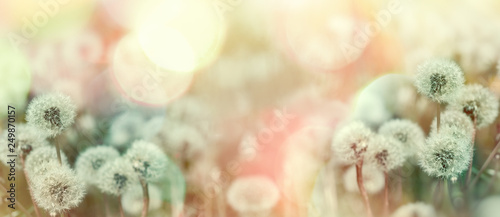 Selective and soft focus on dandelion seeds, dandelion lit by sunlight Fototapeta