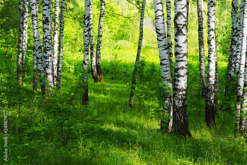 Dekoracja na wymiar  lato-w-slonecznym-lesie-brzozowym