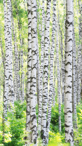 Fotomural summer in sunny birch forest