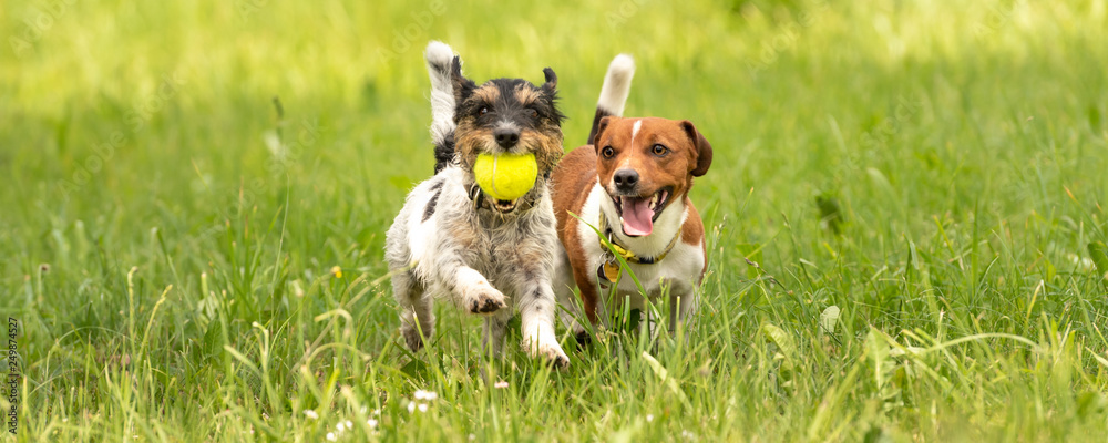Two small Jack Russell Terrier dogs are running and playing togehter in the meadow with a ball - obrazy, fototapety, plakaty 