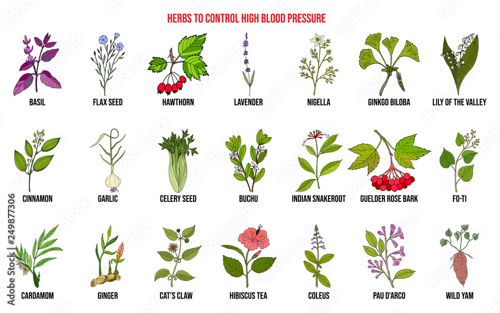 Best herbs to control high blood pressure Stock Vector Adobe Stock