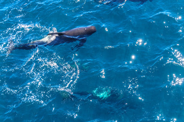  Long-Finned Pilot Whales in the Southern Atlantic Ocean
