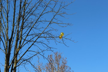  Two yellow-gold balls entangled in the branches of a tree. They look beautiful against a bright blue spring sky.