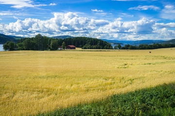 ripening wheat field landscape near mjosa lake during summer, hedmark, norway