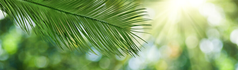 Wall Mural - image of plant on a blurred green background