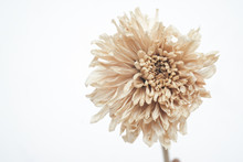 Brown Dried Flowers On A White Scene