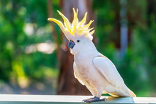 Yellow-Crested Cockatoo Bird