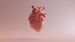 Pink Porcelain Anatomical Heart 3d illustration 3d render