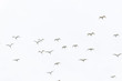 flock of herons flying