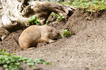 marmot in wild nature digging ground under tree