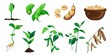 Soybean icons set. Cartoon set of soybean vector icons for web design