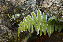 Fern In Forest, Frozen Fern Leaf Closeup