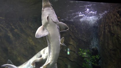 Wall Mural - sturgeon in the aquarium