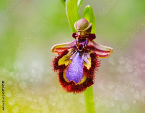 macro de una orquidea