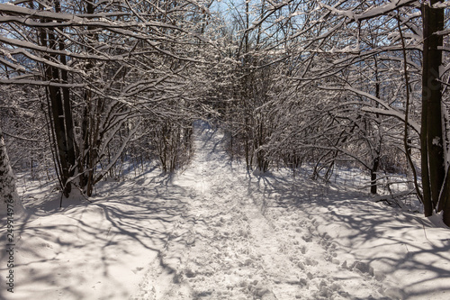 Road Covered With Snow Winter Path With Frozen Trees Buy