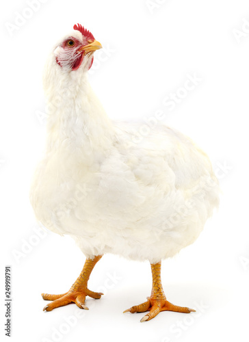 white hen isolated buy this stock photo and explore similar images at adobe stock adobe stock adobe stock