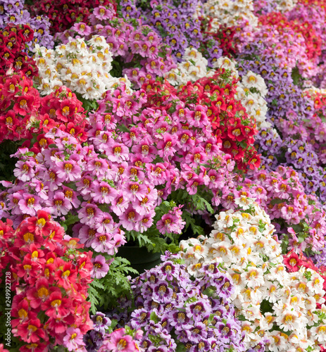 Bedding Plants New Zealand Park Christchurch Buy This Stock Photo And Explore Similar Images At Adobe Stock Adobe Stock