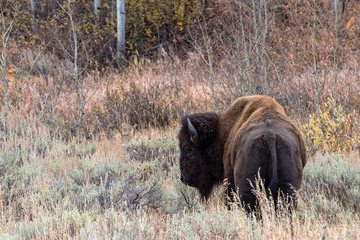 Poster - American Bison in the Sagebrush Flats of Grand teton National Park