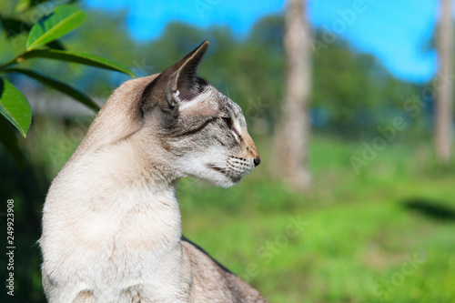 Oriental Shorthair Cat Outdoor In Nature Buy This Stock Photo