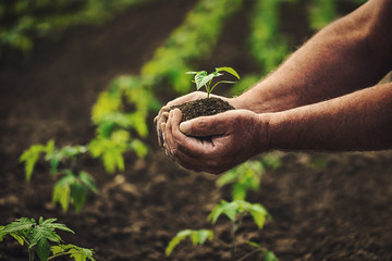 farmer holding pepper plant in hands on field, homegrown organic vegetables