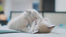 Two Little White Kitty Kittens Play Fighting On The Bed Funny Video. White Cats Two Kitten Playing Sleeps Lifestyle Bite Each Other. Little Cat Cute Beautiful Kittens Concept
