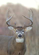Whitetail Deer Buck - Portrait Against A Natural Autumn Background
